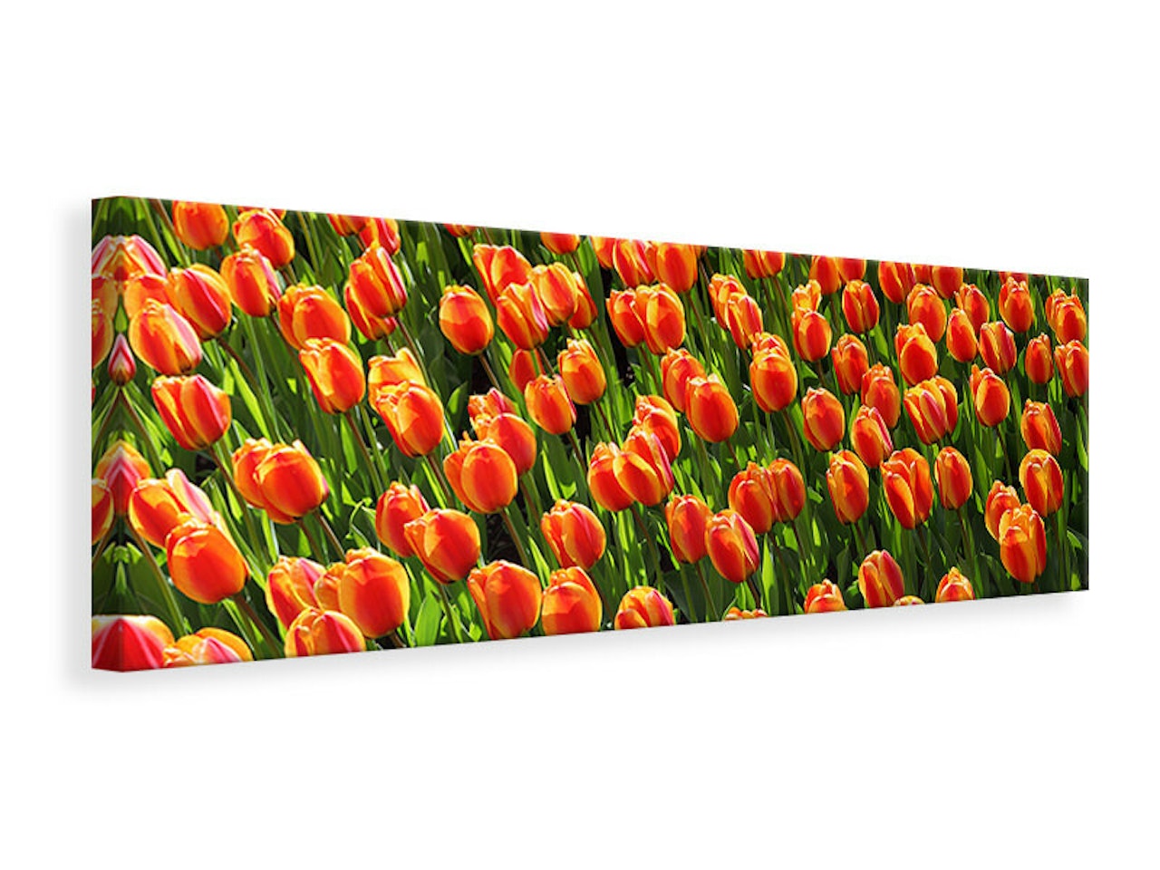 Ljuddämpande tavla - tulip field in orange