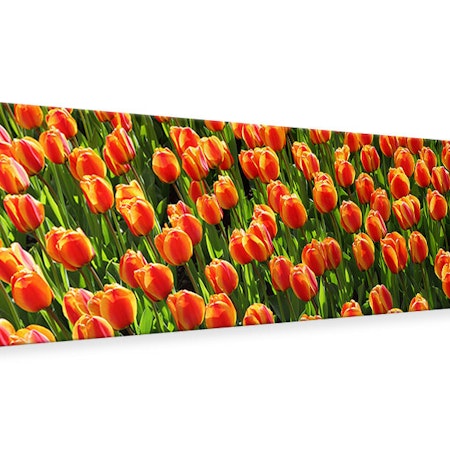 Ljuddämpande tavla - tulip field in orange