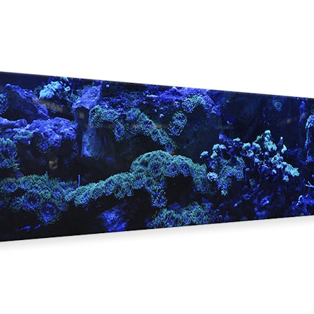 Ljuddämpande tavla - coral reef in blue