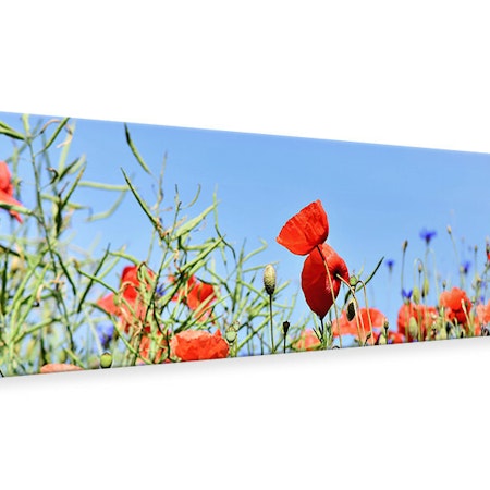 Ljuddämpande tavla - the poppy in the flower meadow