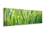 Ljuddämpande tavla - grass with morning dew xl