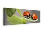 Ljuddämpande tavla - 2 ladybirds