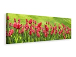 Ljuddämpande tavla - red tulip field in the sunlight