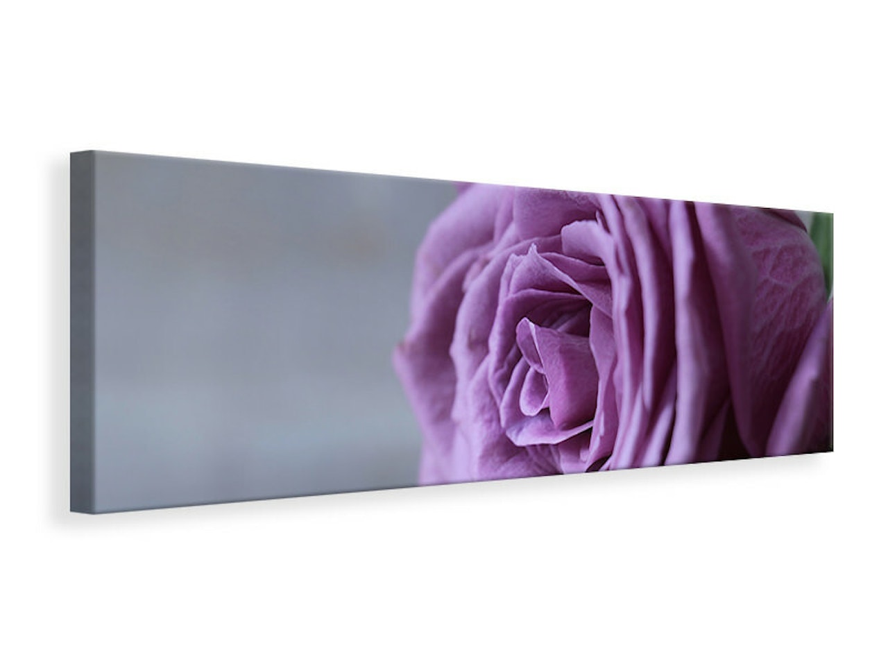 Ljuddämpande tavla - rose in purple xxl