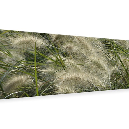 Ljuddämpande tavla - ornamental grass in the wind