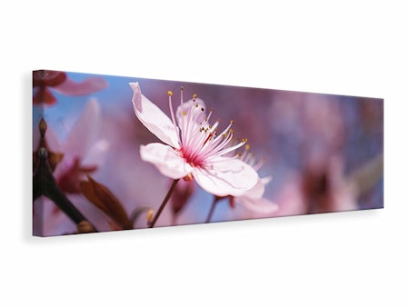 Ljuddämpande tavla - close up cherry blossom