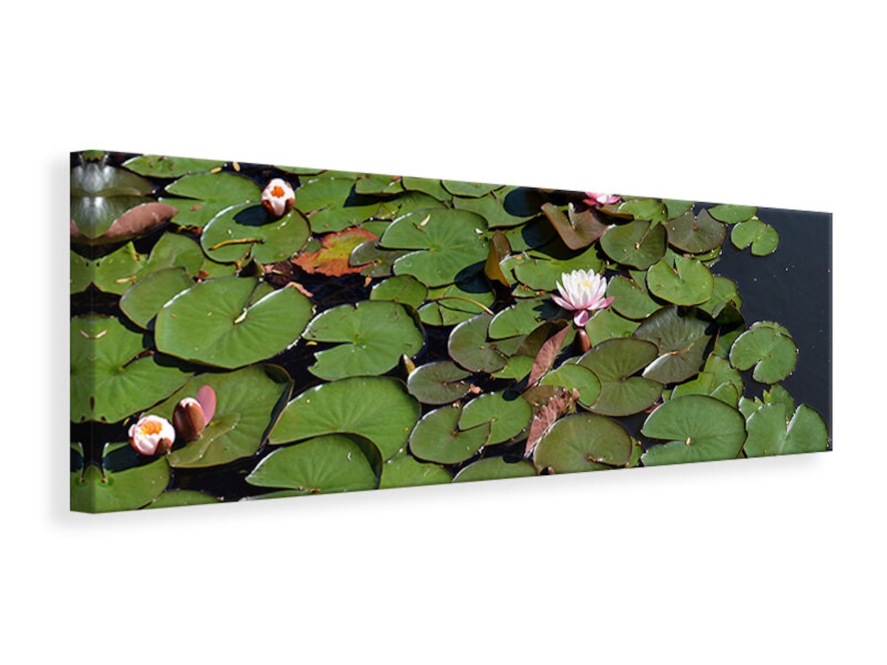 Ljuddämpande tavla - white water lilies in the pond