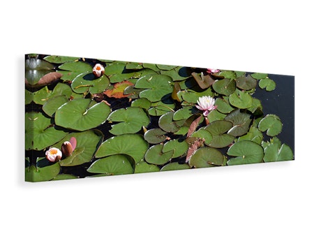 Ljuddämpande tavla - white water lilies in the pond