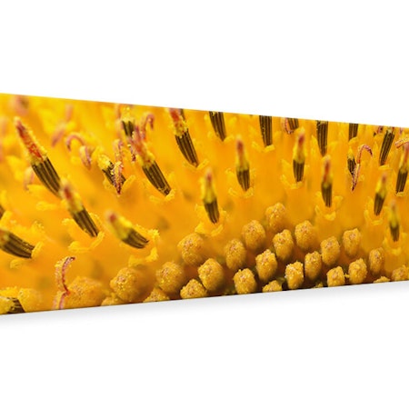 Ljuddämpande tavla - the buds of the sunflower in xxl