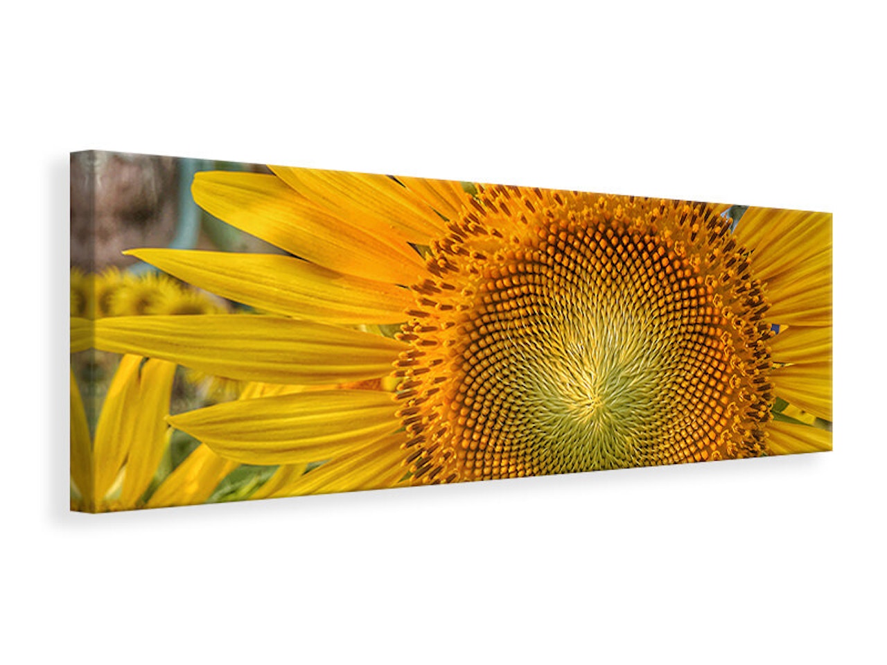 Ljuddämpande tavla - inflorescence of a sunflower