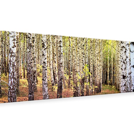 Ljuddämpande tavla -  the path between birches