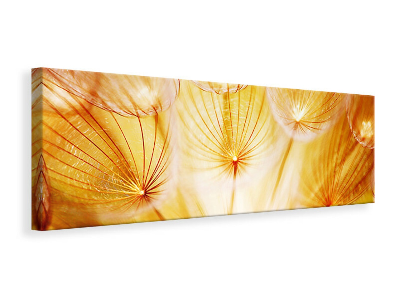 Ljuddämpande tavla -  Close Up Dandelion In Light