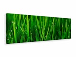 Ljuddämpande tavla -  Grass With Morning Dew
