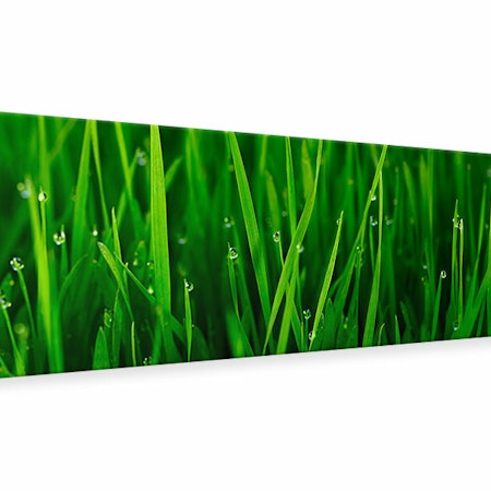 Ljuddämpande tavla -  Grass With Morning Dew