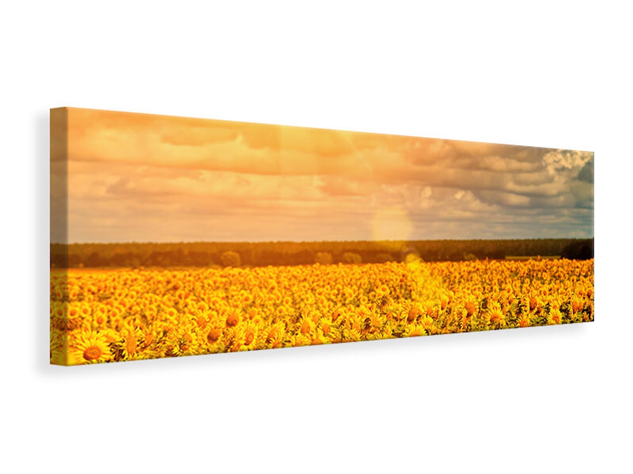 Ljuddämpande tavla -  Golden Light Sunflower