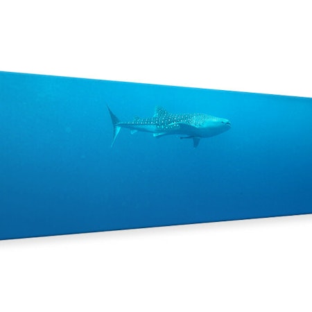 Ljuddämpande tavla -  The Whale Shark