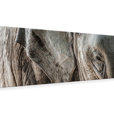 Ljuddämpande tavla -  Close Up Elephant