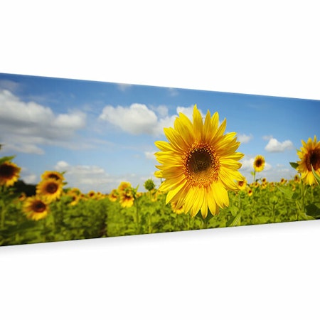 Ljuddämpande tavla -  Summer Sunflowers