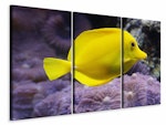 Ljuddämpande tavla -  The lemon-doctor fish