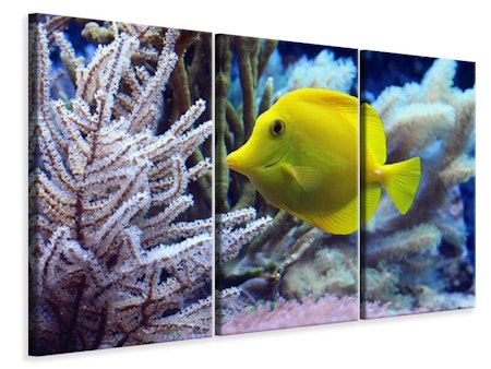 Ljuddämpande tavla -  Yellow doctor fish XL