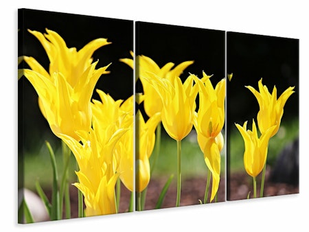 Ljuddämpande tavla -  Yellow tulips in the nature