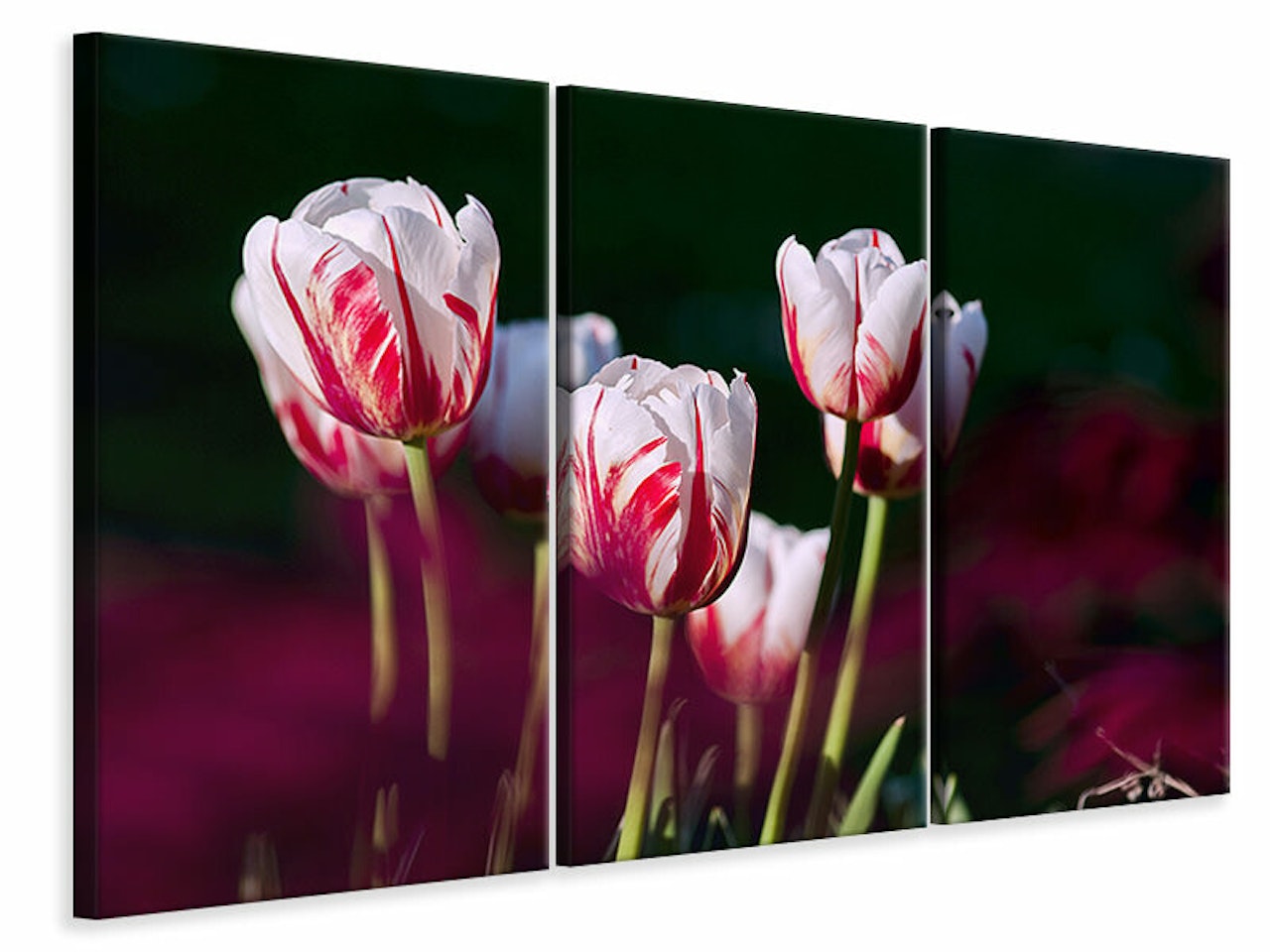 Ljuddämpande tavla -  The beauty of the tulips