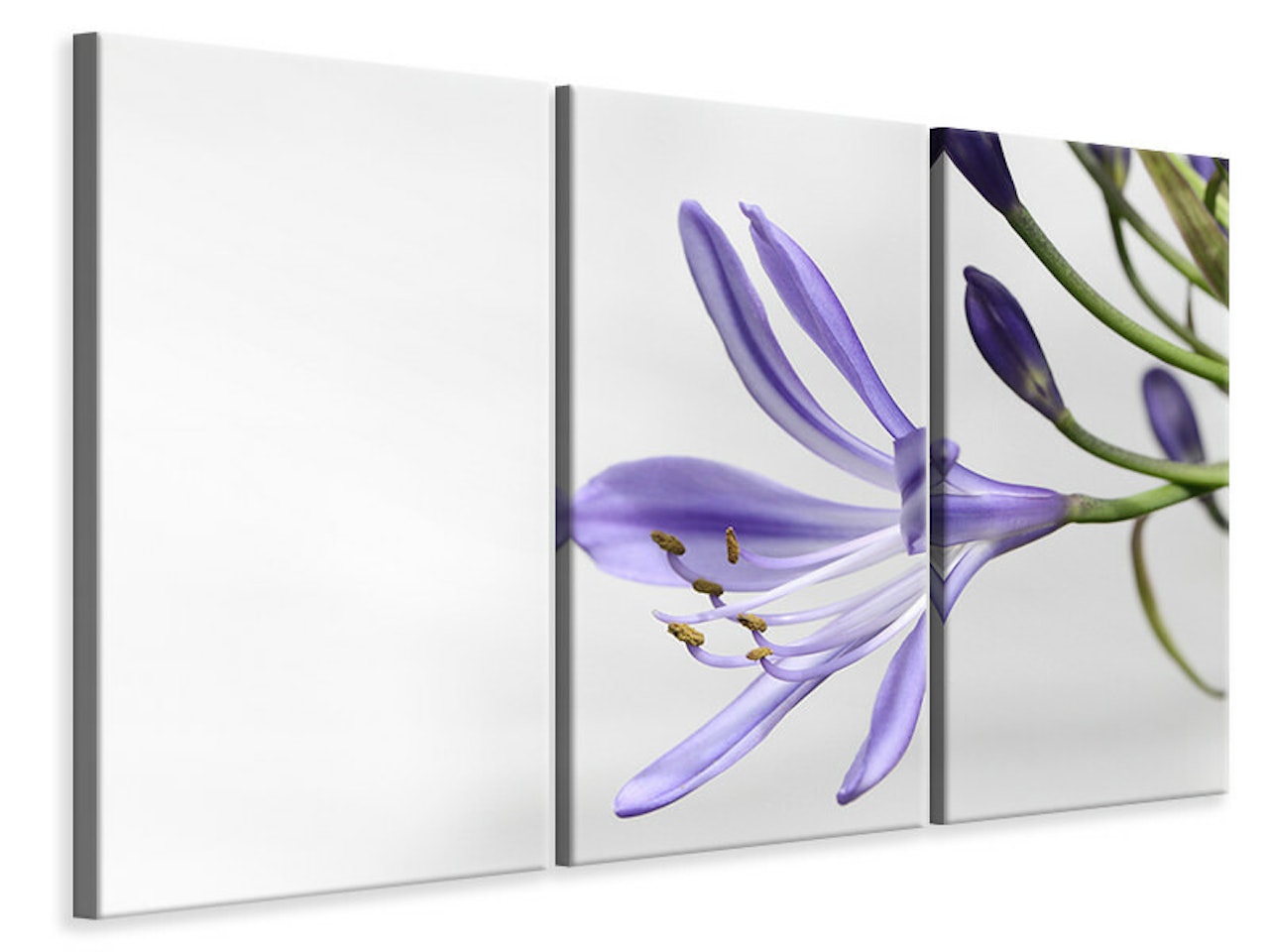 Ljuddämpande tavla -  Lily flower in purple