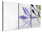 Ljuddämpande tavla -  Lily flower in purple