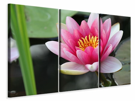 Ljuddämpande tavla -  The water lily in pink