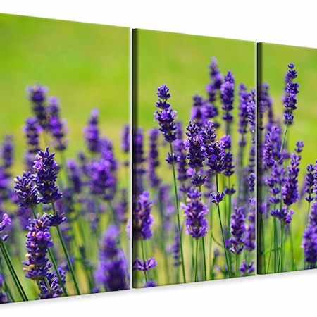 Ljuddämpande tavla -  Beautiful lavender