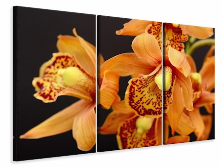 Ljuddämpande tavla -  Orchids with orange flowers