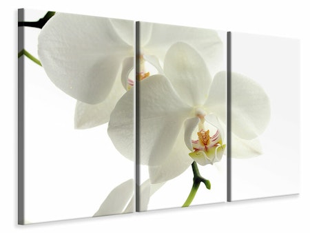 Ljuddämpande tavla -  Orchids bloom