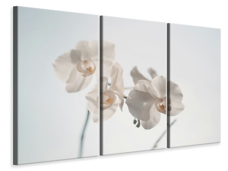 Ljuddämpande tavla -  Graceful orchids