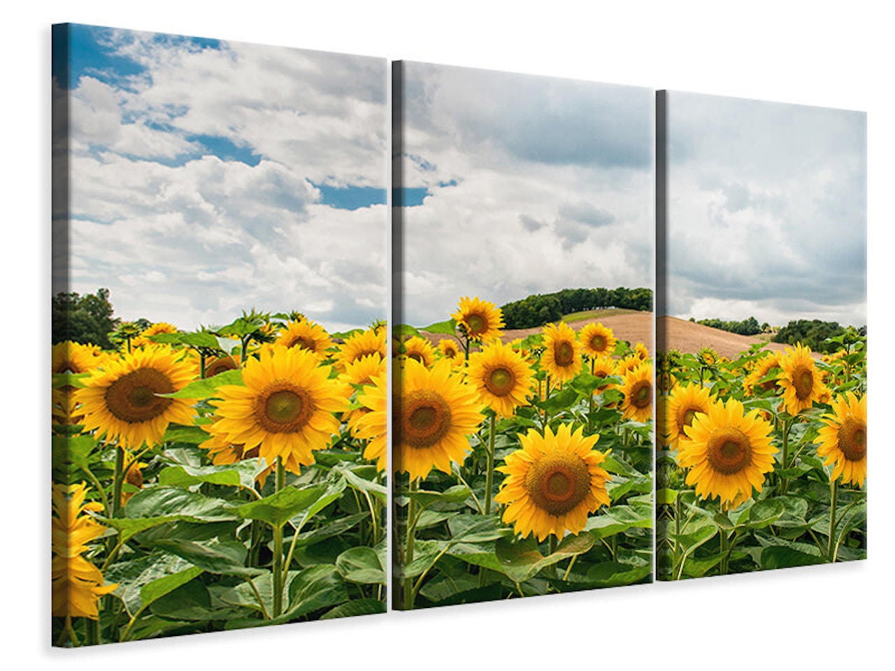 Ljuddämpande tavla -  Landscape with sunflowers
