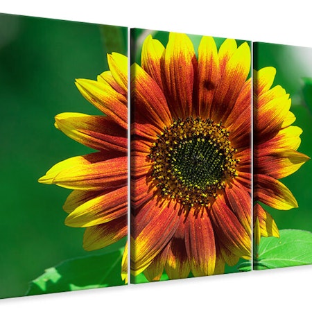 Ljuddämpande tavla -  Colorful sunflower