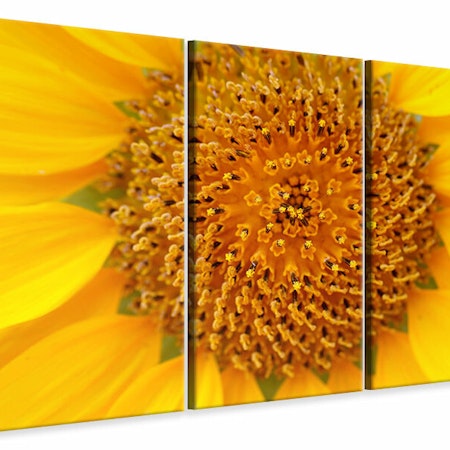 Ljuddämpande tavla -  Beautiful buds of the sunflower
