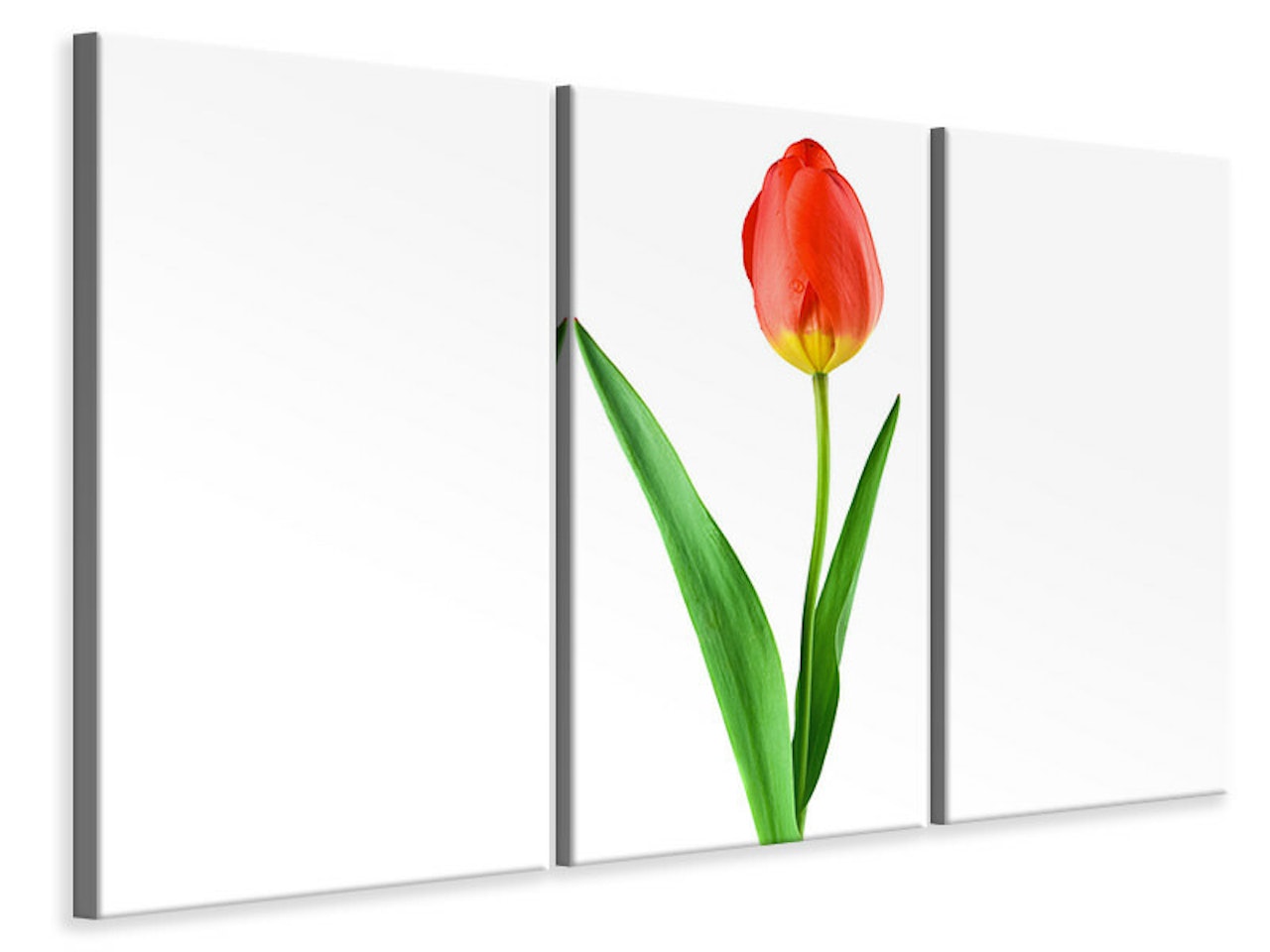 Ljuddämpande tavla -  The proud tulip
