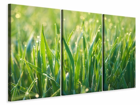 Ljuddämpande tavla -  Grass with morning dew XL