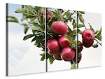 Ljuddämpande tavla -  Close up apple tree
