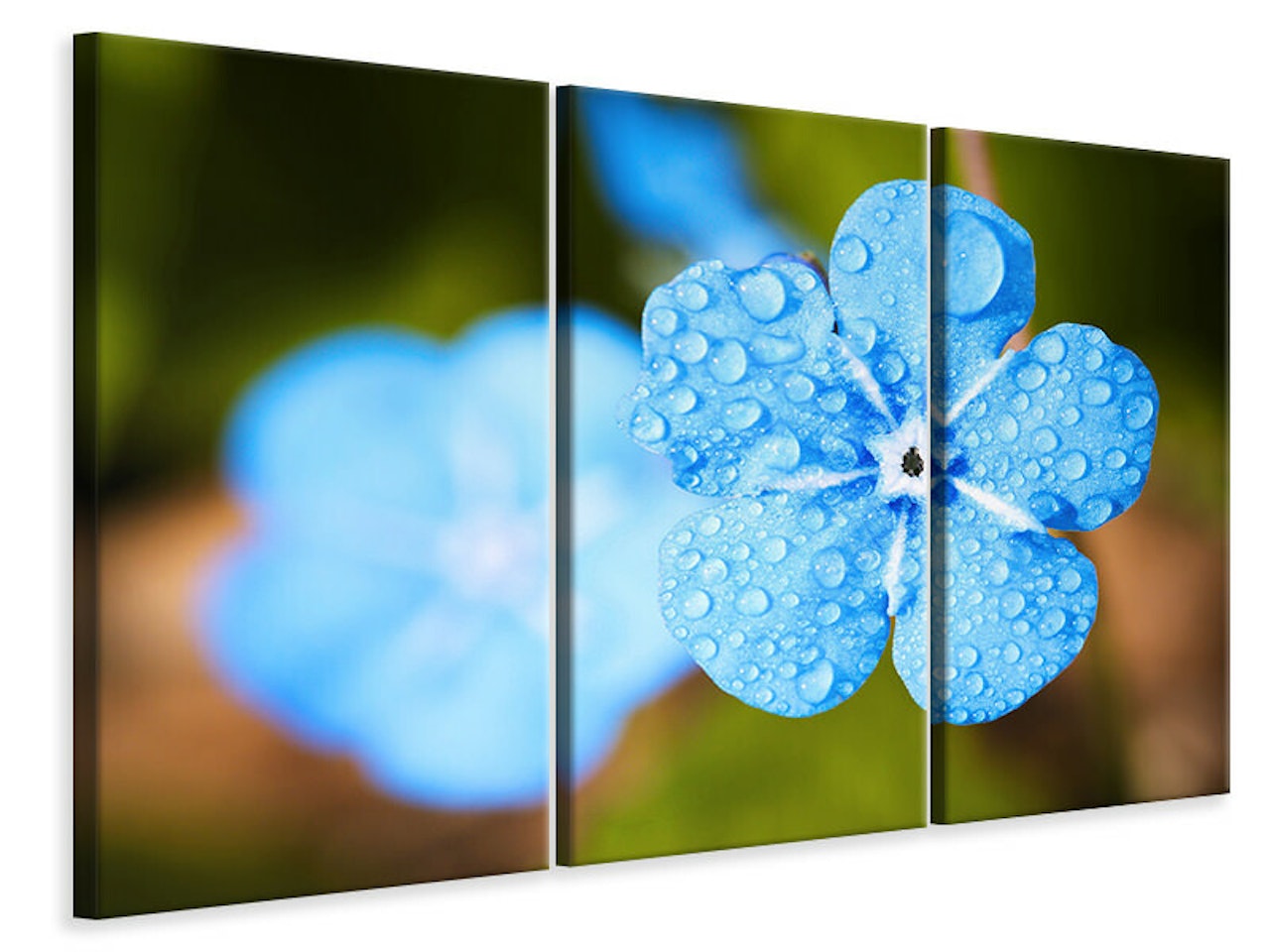 Ljuddämpande tavla -  Blue flower with morning dew