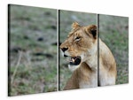 Ljuddämpande tavla -  Magnificent lioness