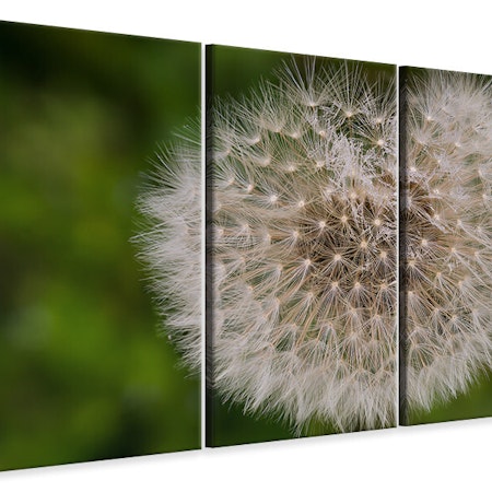 Ljuddämpande tavla -  The dandelion in nature