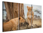 Ljuddämpande tavla -  Lions in Africa