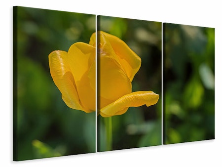 Ljuddämpande tavla -  Yellow tulip XL