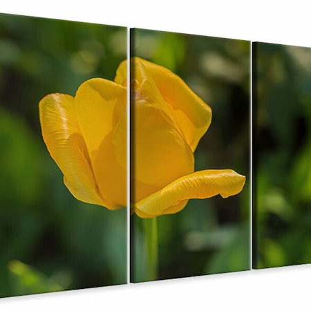 Ljuddämpande tavla -  Yellow tulip XL