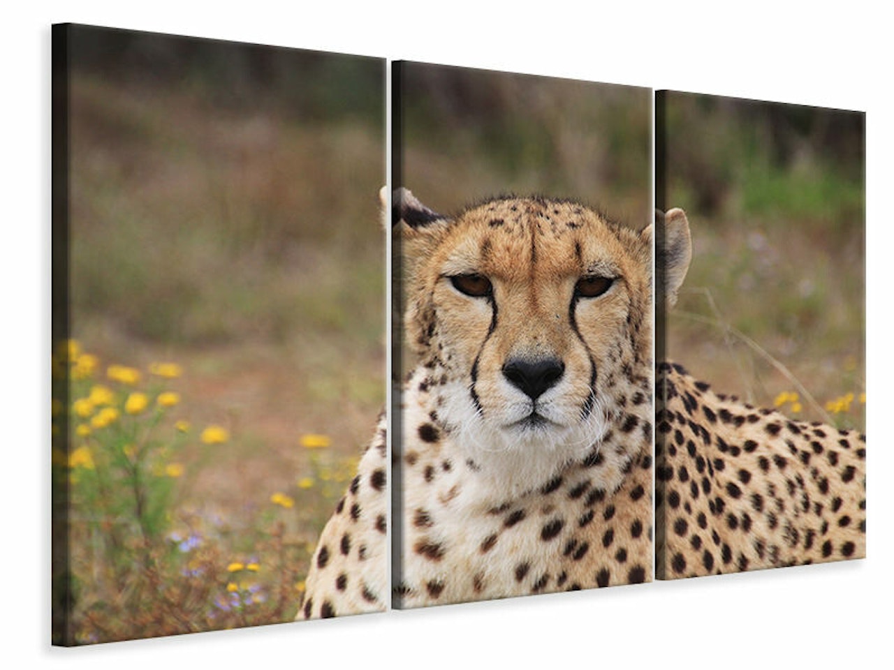 Ljuddämpande tavla -  Cheetah XL