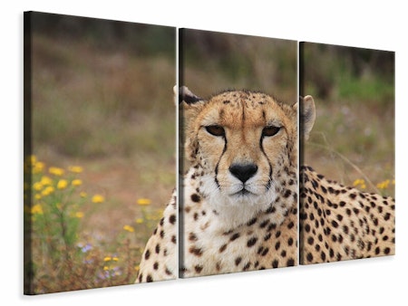 Ljuddämpande tavla -  Cheetah XL