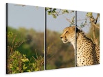 Ljuddämpande tavla -  Cheetah in nature