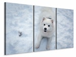 Ljuddämpande tavla -  Dogs joy in the snow