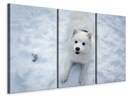 Ljuddämpande tavla -  Dogs joy in the snow